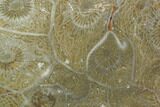 Polished Fossil Coral (Actinocyathus) - Morocco #100669-1